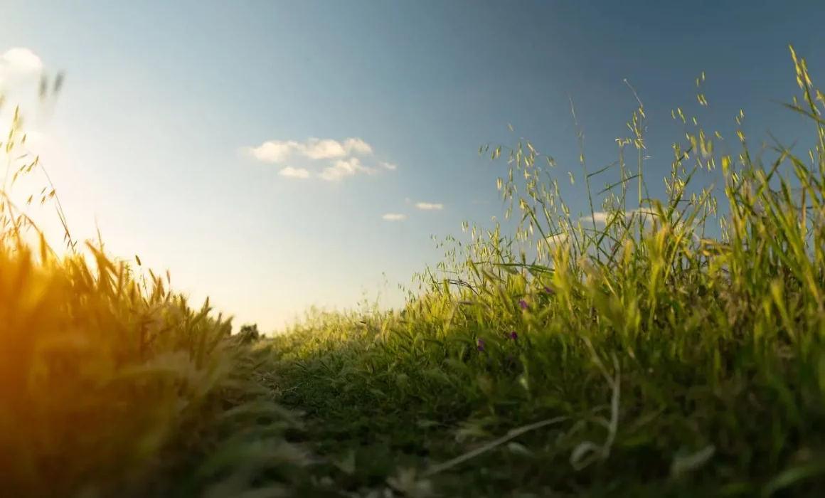 champ ciel soleil golden hour image csrd